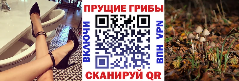 Псилоцибиновые грибы Psilocybe Пудож